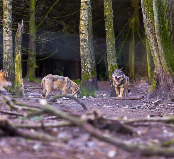 Lobo gris en el bosque — Foto de Stock