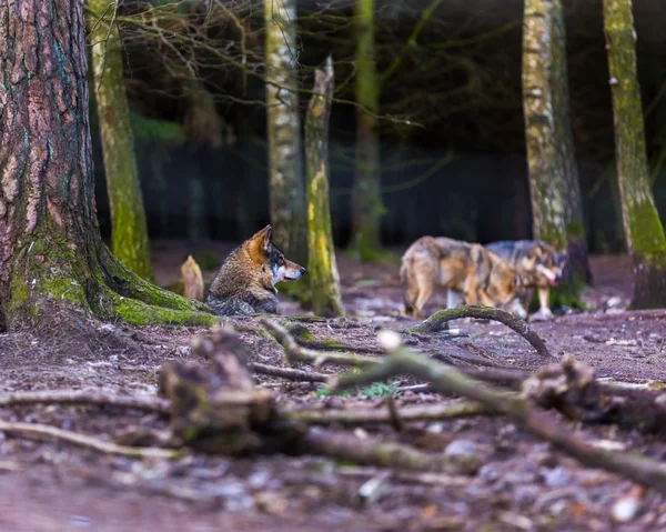 Šedý vlk v lese — Stock fotografie