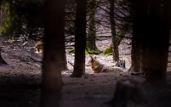 Grijze wolf in bos — Stockfoto