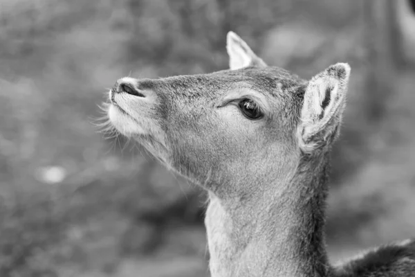 Deer potrait, animal face portrait