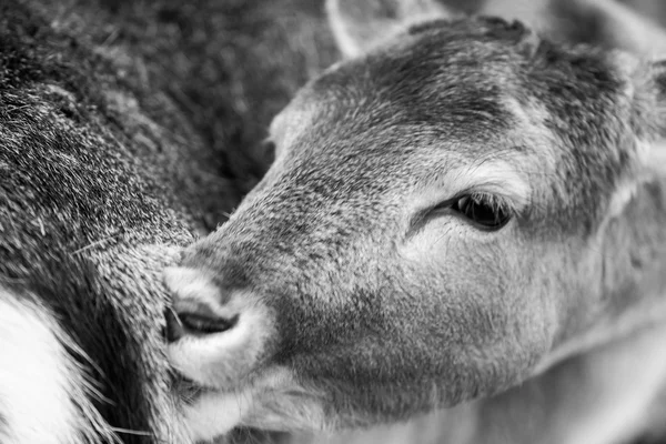 Retrato de ciervo, retrato de cara de animal — Foto de Stock