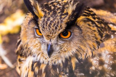 Güzel büyük kartal baykuş portre