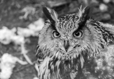 Güzel büyük kartal baykuş portre