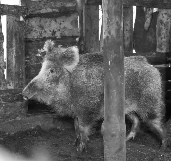 Sanglier portrait féminin — Photo