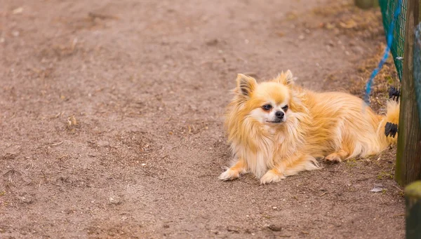 Uzun saçlı chiwawa köpek — Stok fotoğraf