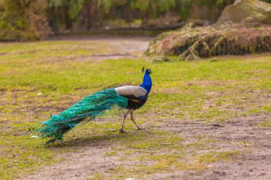güzel tavuskuşu portre