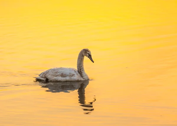 Swan swimming in lake in morning light — Stock Photo, Image