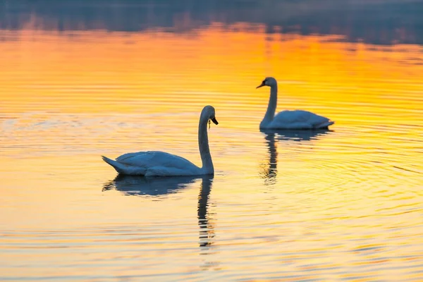 Swan swimming in lake in morning light — Stock Photo, Image