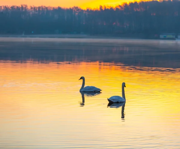 Swan swimming in lake in morning light — Stock Photo, Image