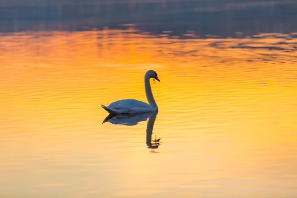 Svanen simmar i sjön i morgonljuset — Stockfoto