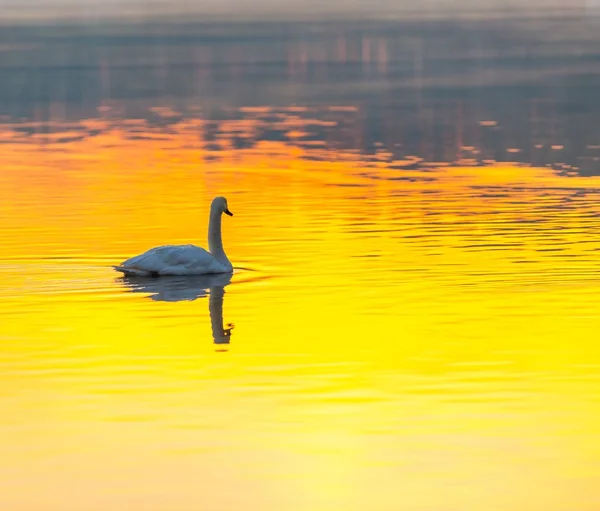 Cisne nadando en el lago a la luz de la mañana — Foto de Stock