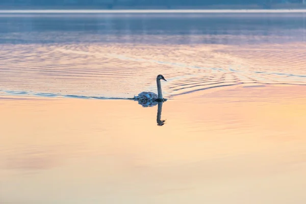 Cisne nadando en el lago a la luz de la mañana — Foto de Stock