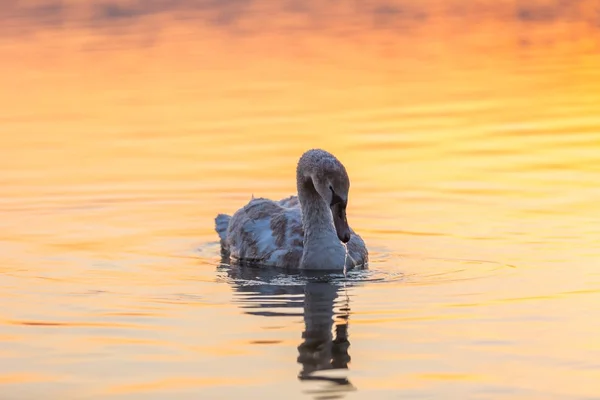 Cisne nadando en el lago a la luz de la mañana — Foto de Stock