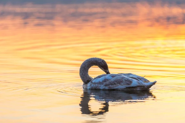 Łabędź, pływanie w jeziorze w świetle poranka — Zdjęcie stockowe