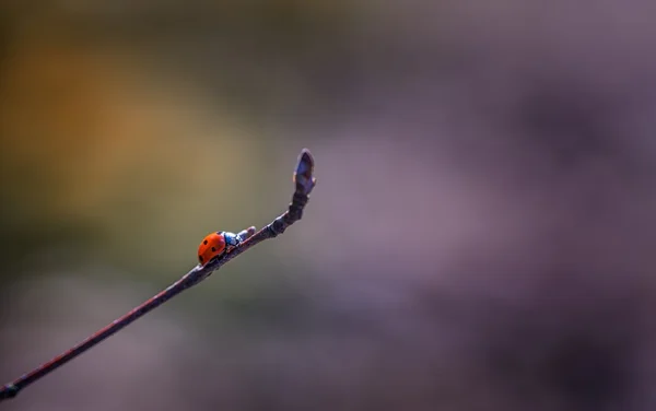 Joaninha andando no ramo da árvore de primavera — Fotografia de Stock