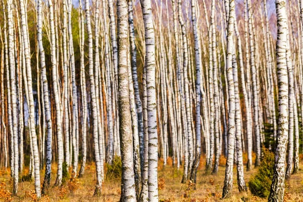 Close-up de troncos de bétulas na floresta de bétula — Fotografia de Stock