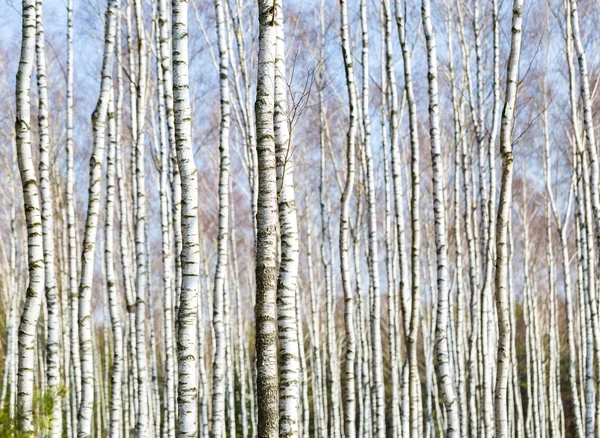 Tutup batang pohon birch di hutan birch — Stok Foto