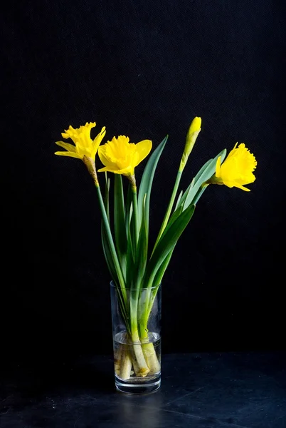 黒の背景に黄色の水仙 — ストック写真