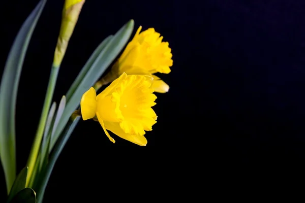 Żółte żonkile na czarnym tle — Zdjęcie stockowe