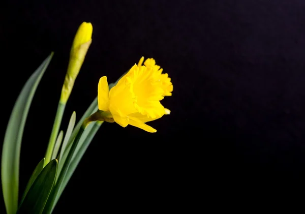 Gelbe Narzissen auf schwarzem Hintergrund — Stockfoto