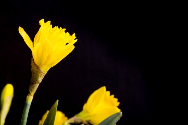 Siyah arkaplanda sarı nergisler