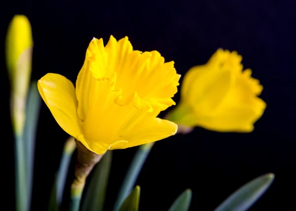 Jonquilles jaunes sur fond noir — Photo