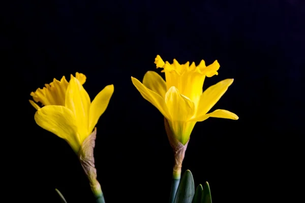 Amarelo narcisos no fundo preto — Fotografia de Stock