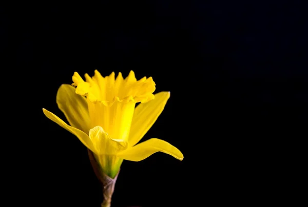 Gele narcissen op zwarte achtergrond — Stockfoto