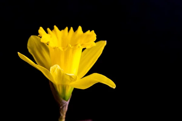 Yellow daffodils on black background — Stock Photo, Image