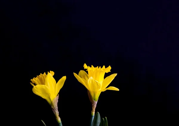 Narcise galbene pe fundal negru — Fotografie, imagine de stoc