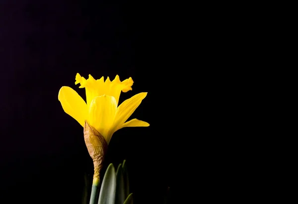 Jonquilles jaunes sur fond noir — Photo