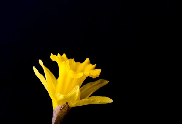 Narcise galbene pe fundal negru — Fotografie, imagine de stoc