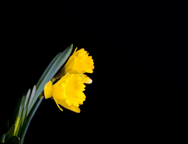 Siyah arkaplanda sarı nergisler — Stok fotoğraf