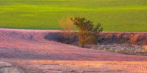 Природный ландшафт сельскохозяйственных полей в начале весны — стоковое фото