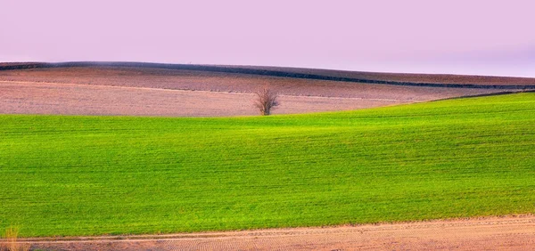 Natural landscape of agricultural fields at beginning of spring — Stock Photo, Image
