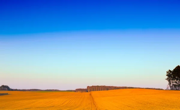 Belo campo de primavera ao pôr do sol — Fotografia de Stock
