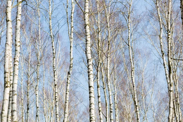 Gros plan des troncs de bouleaux dans la forêt de bouleaux — Photo