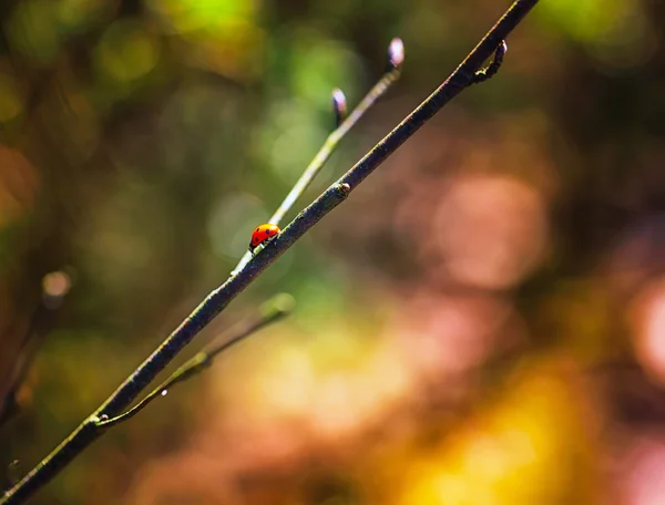 Mariquita caminando en rama de árbol de primavera —  Fotos de Stock