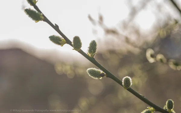 Blooming willow in springtime — Stock Photo, Image