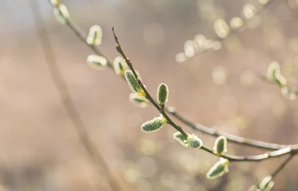 Salice fiorito in primavera — Foto Stock
