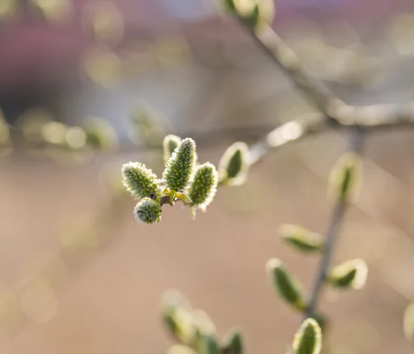 Willow mekar di musim semi — Stok Foto