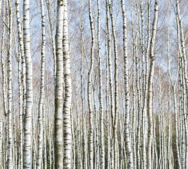 Huş ağaçlarının gövdeleri yakın çekim