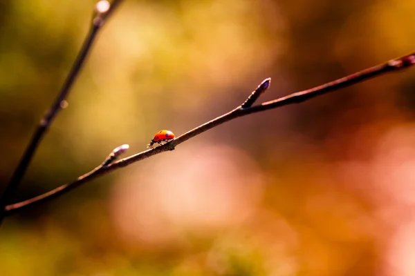 Coccinelle marche sur la branche d'arbre de printemps — Photo