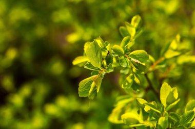 Bush dallarda ilk bahar bırakır