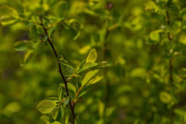 Bush dallarda ilk bahar bırakır