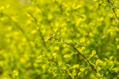 Bush dallarda ilk bahar bırakır
