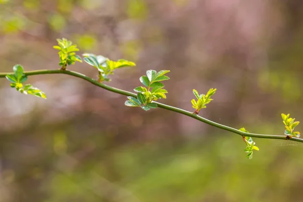 Prime foglie primaverili sui rami dei cespugli — Foto Stock