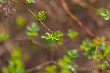 Bush dallarda ilk bahar bırakır