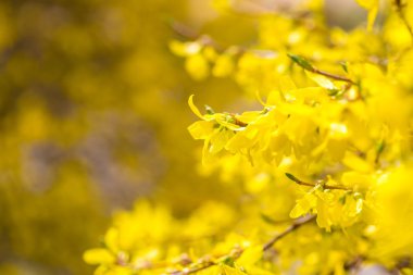 Beautiful yellow forsythia flowers.