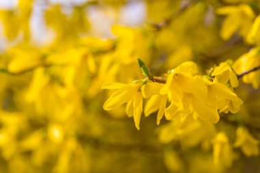 Beautiful yellow forsythia flowers.